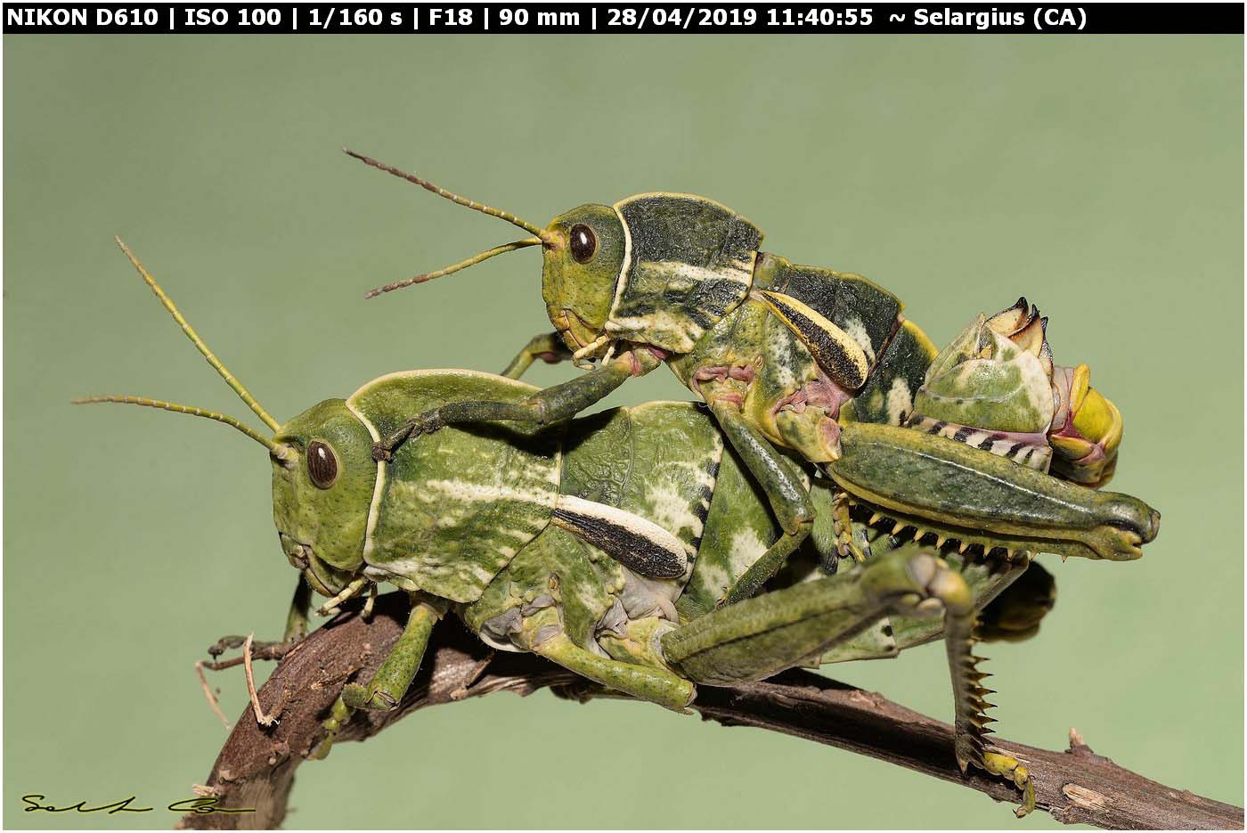 Pamphagus sardeus ♂♀